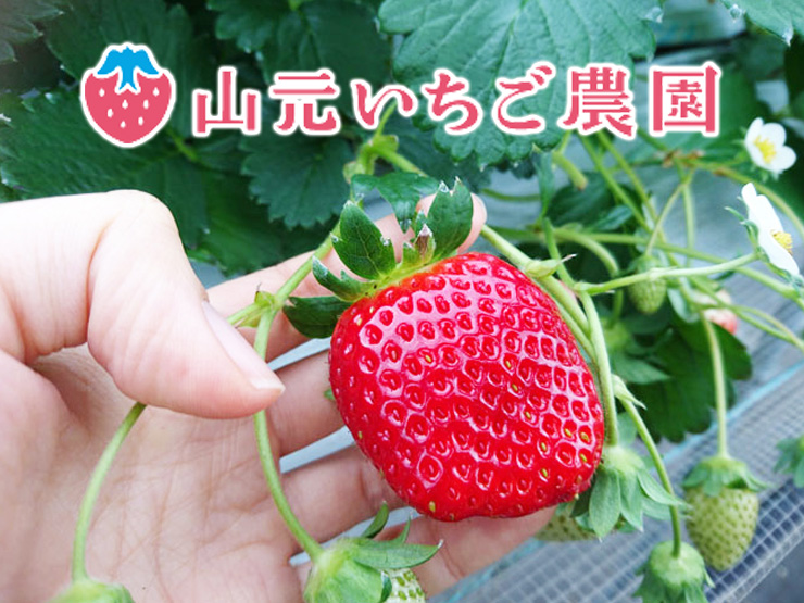 山元いちご農園
